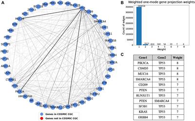 Network analysis of driver genes in human cancers